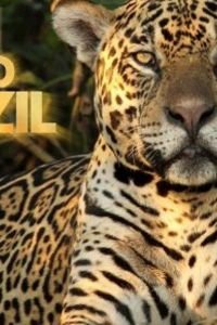 Дикая Бразилия (2014)